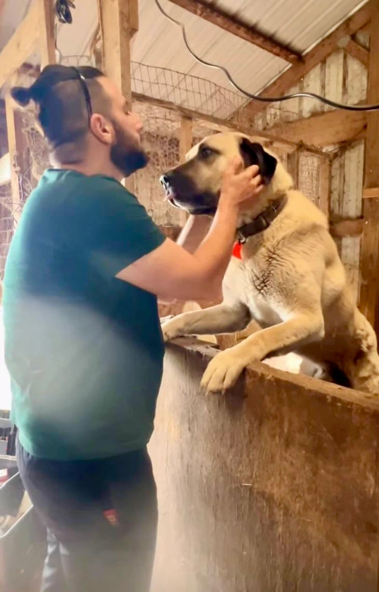 Pet travel photo 1