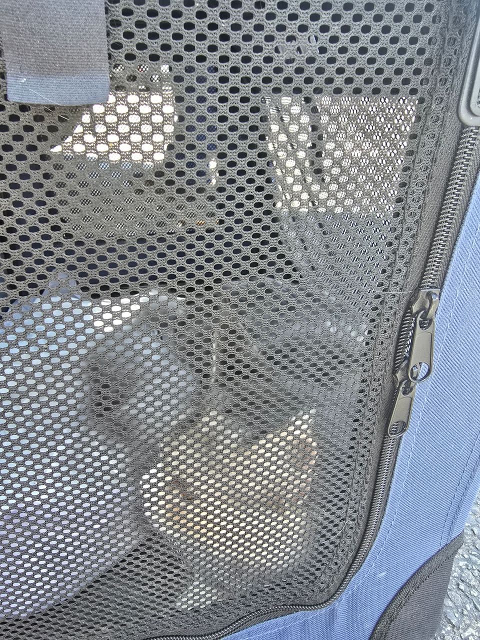 Pet travel photo 1