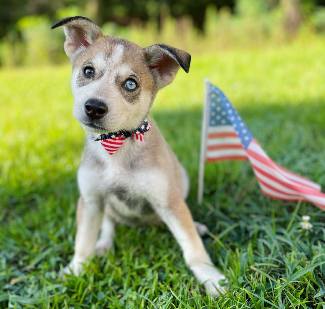 Pet travel photo 3