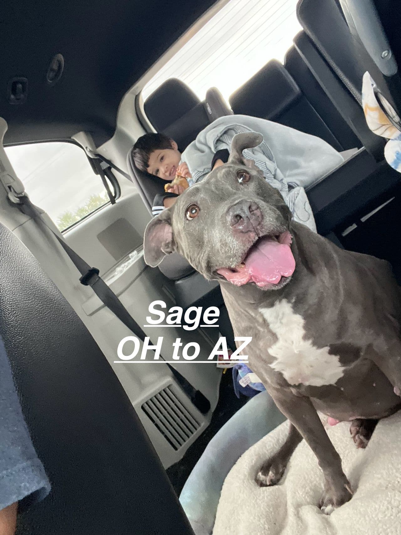 Pet travel photo 3
