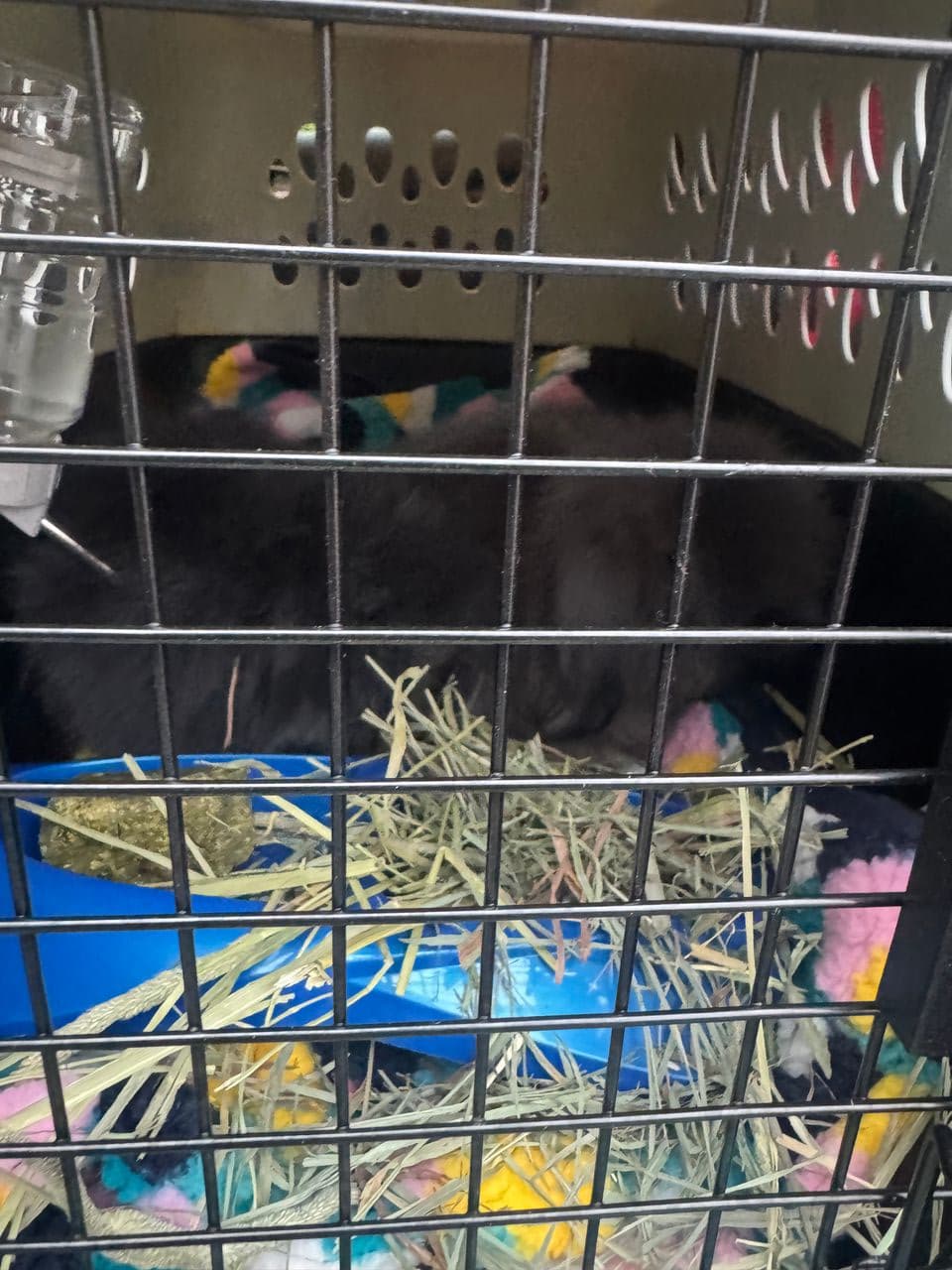 Pet travel photo 5