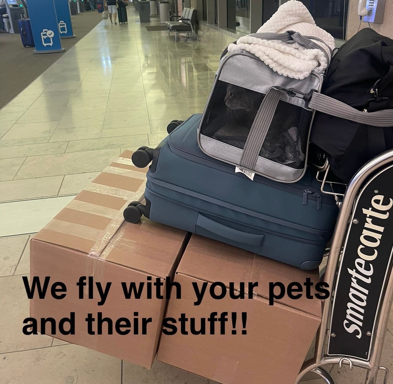 Pet travel photo 4