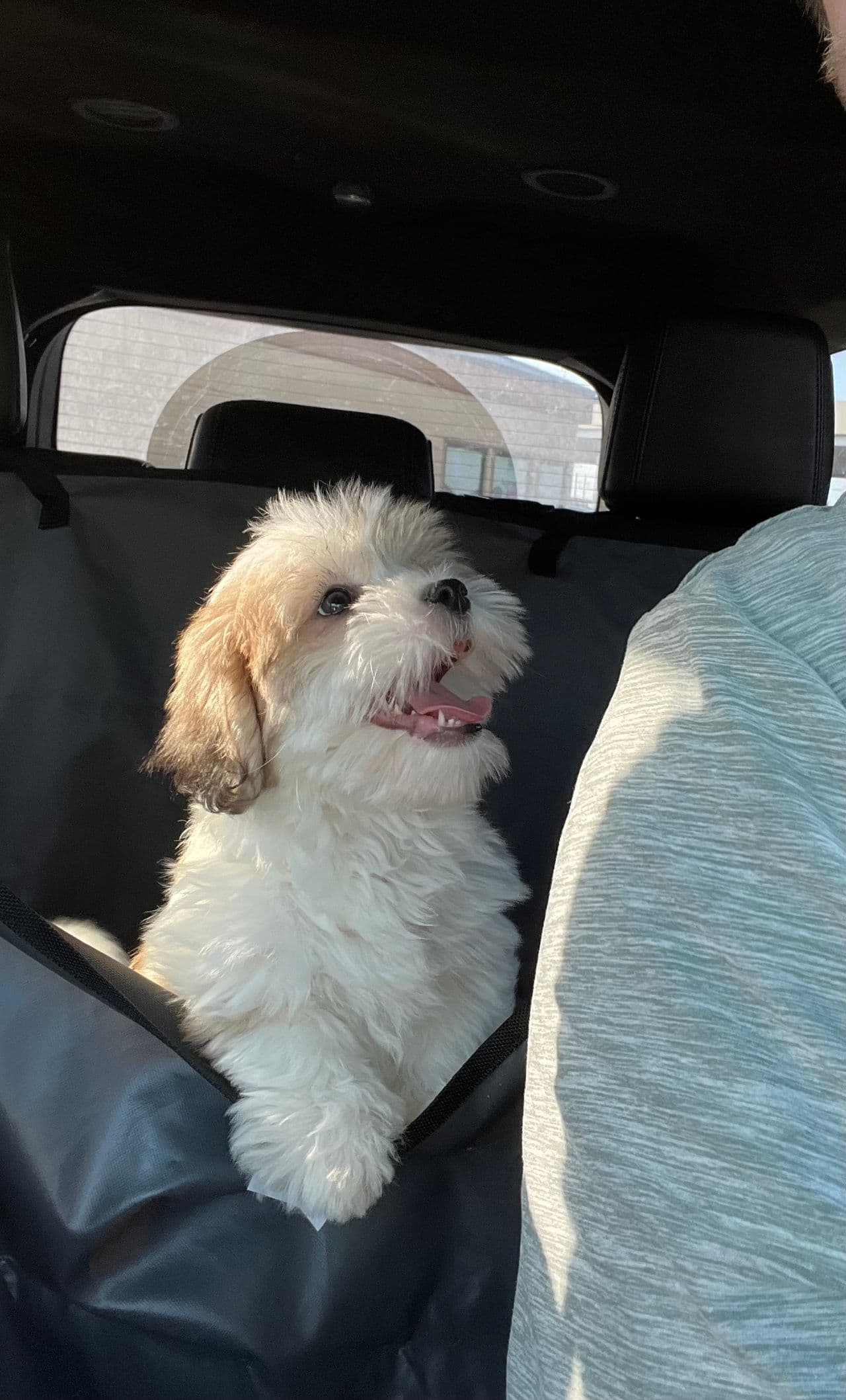 Pet travel photo 3