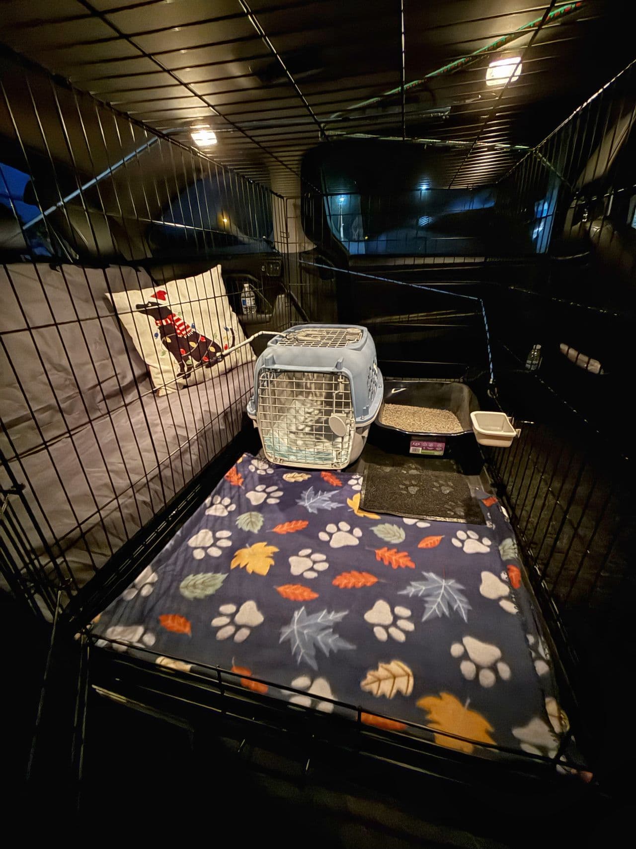 Pet travel photo 1