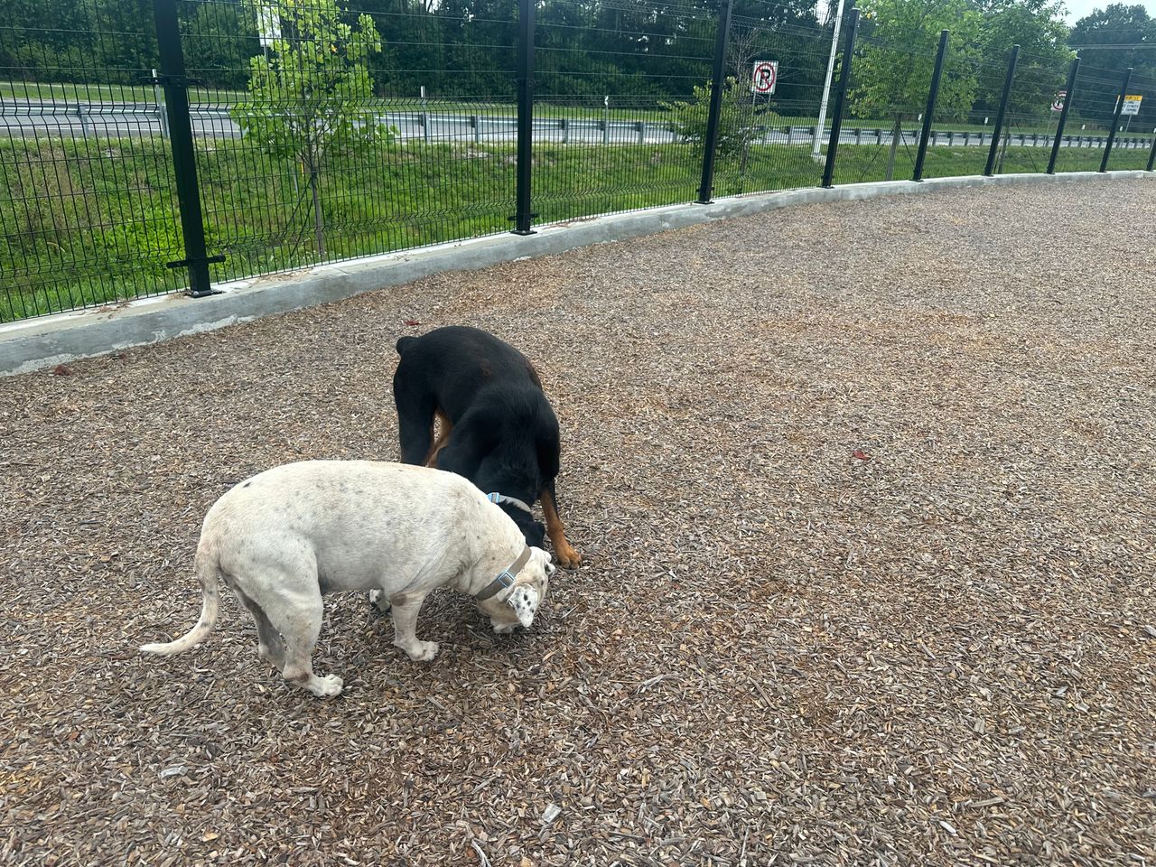 Pet travel photo 2