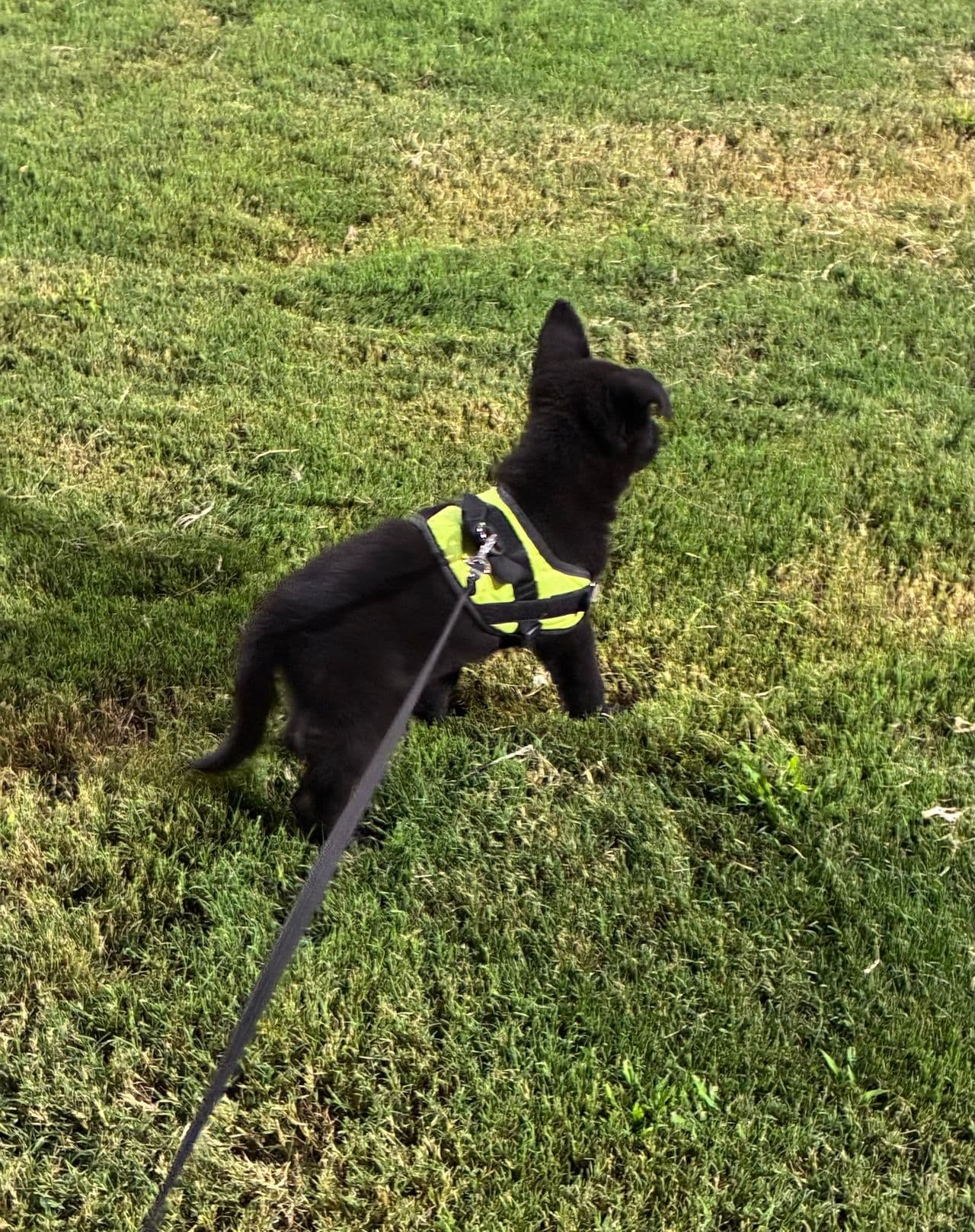 Pet travel photo 6