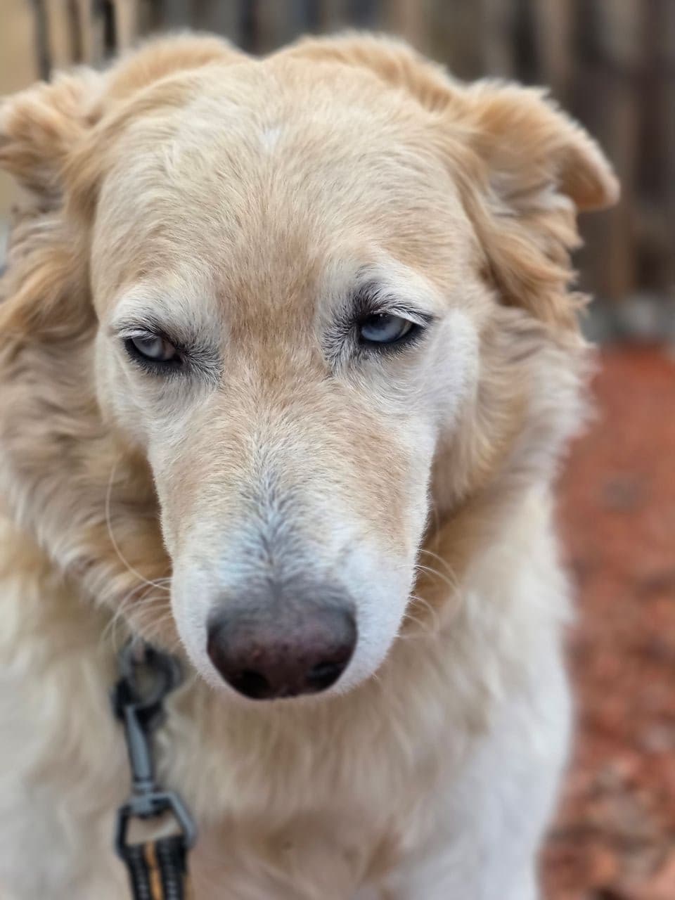 Pet travel photo 5