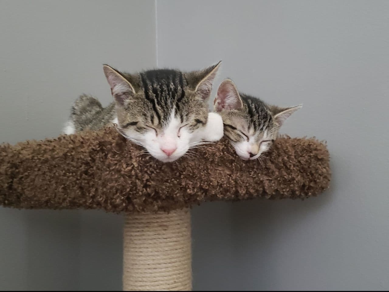 Pet travel photo 6