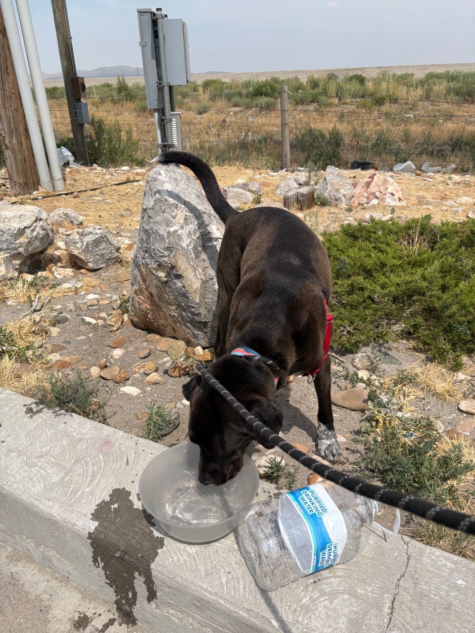 Pet travel photo 5