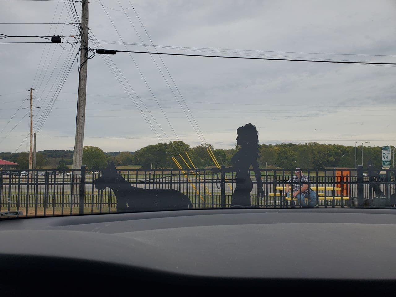 Pet travel photo 2