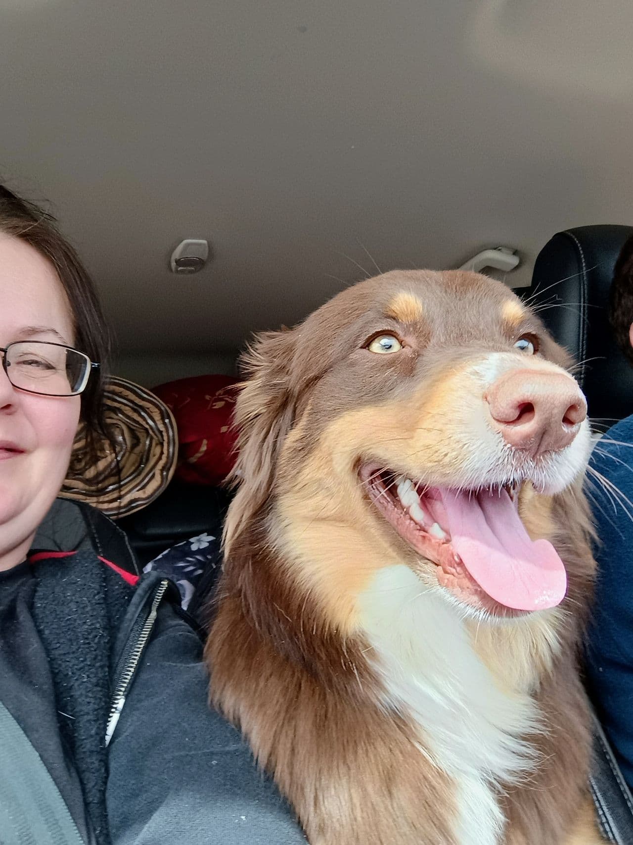 Pet travel photo 1