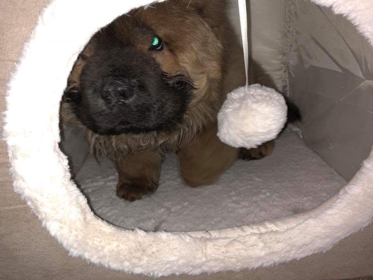 Pet travel photo 1