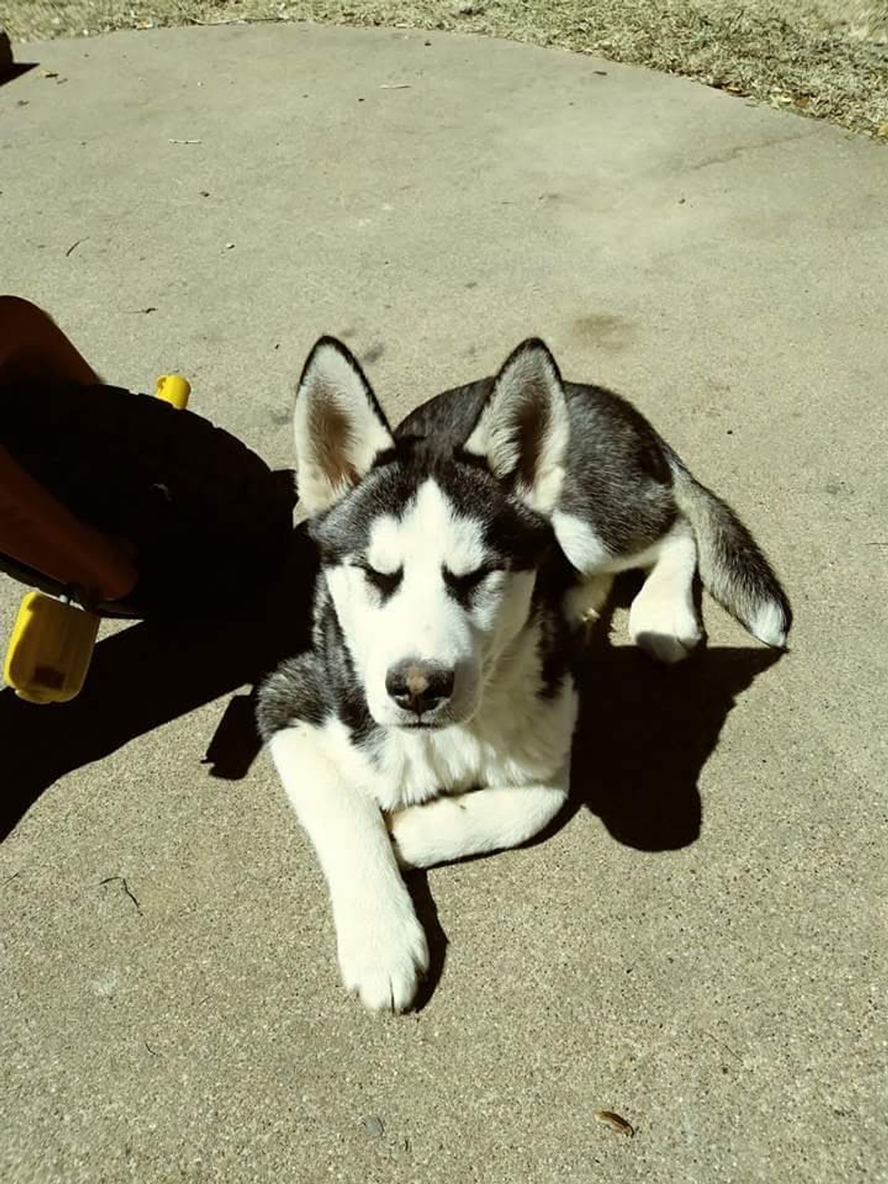 Pet travel photo 2