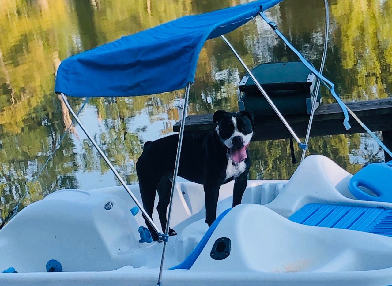 Pet travel photo 6