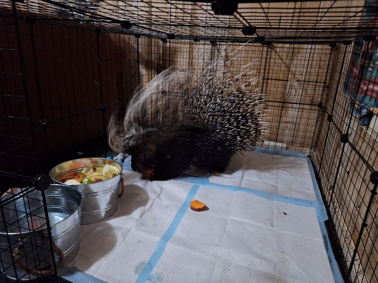 Pet travel photo 5