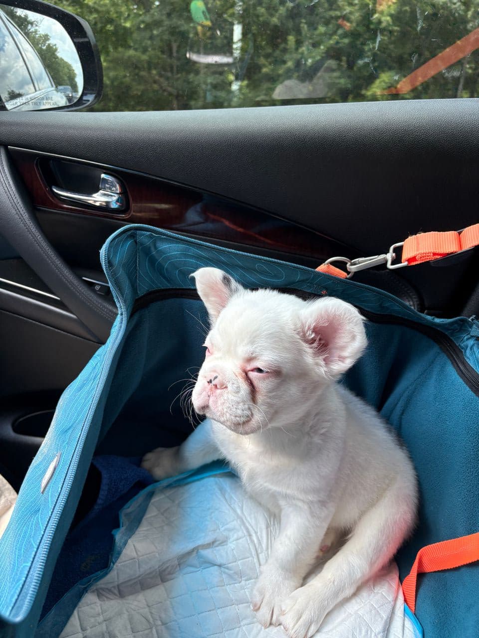 Pet travel photo 2
