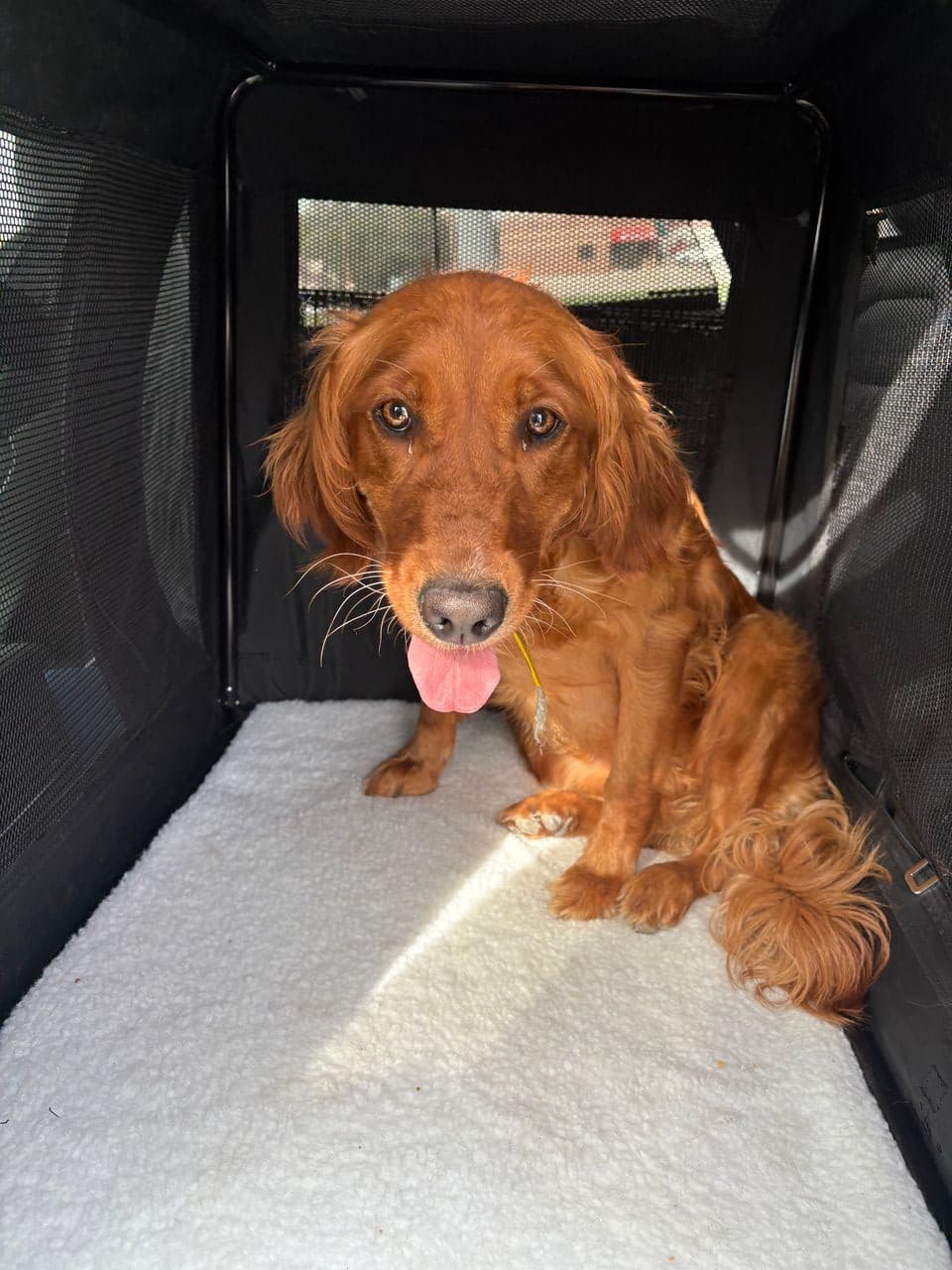 Pet travel photo 3