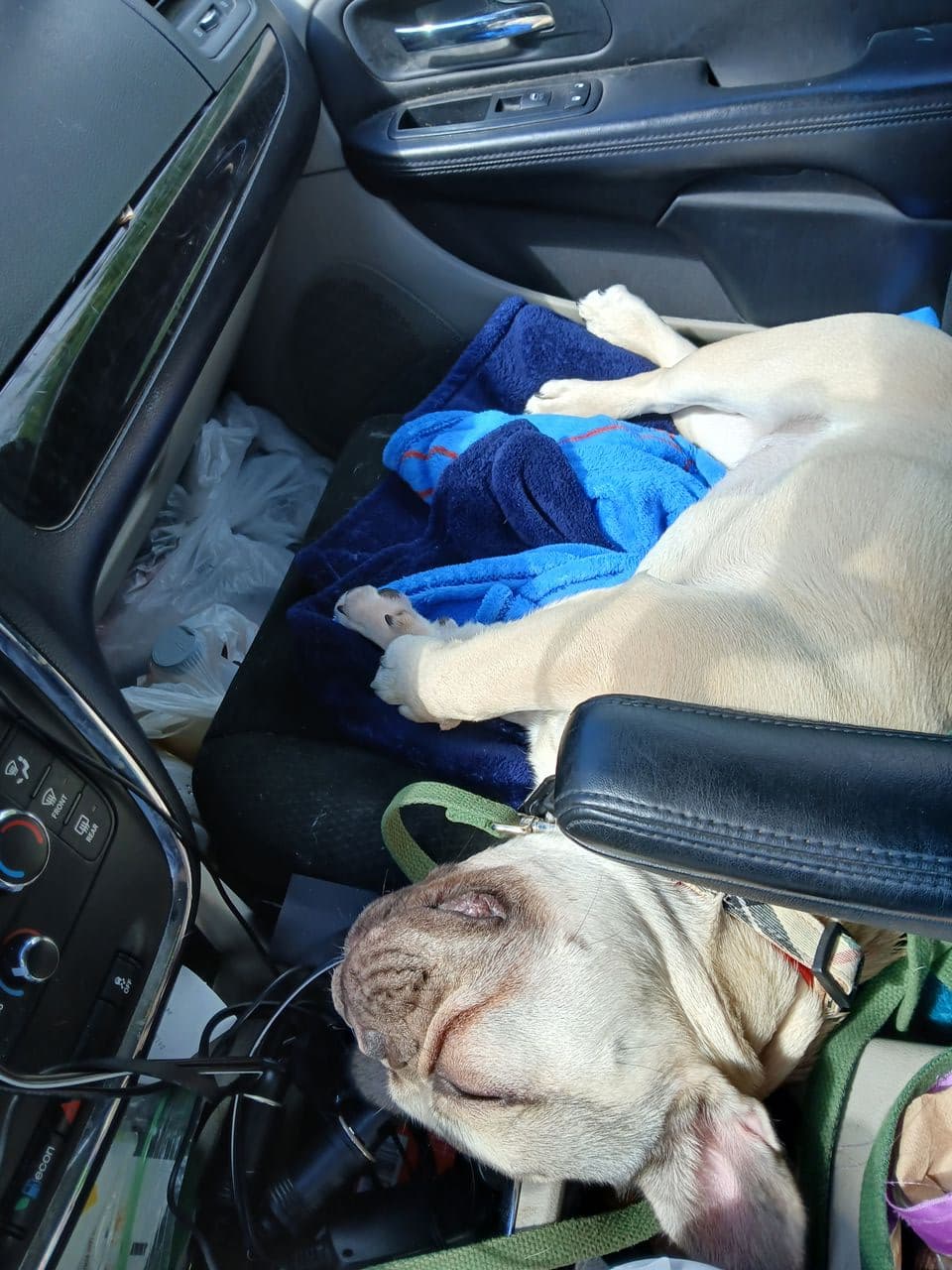 Pet travel photo 1