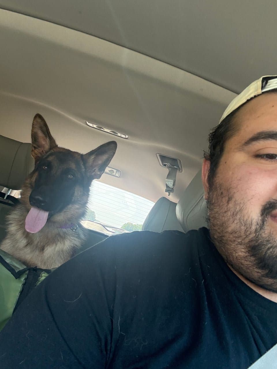 Pet travel photo 5