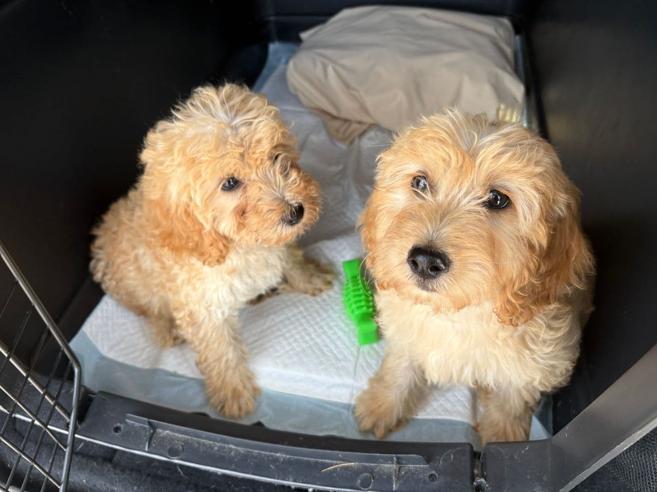 Pet travel photo 5