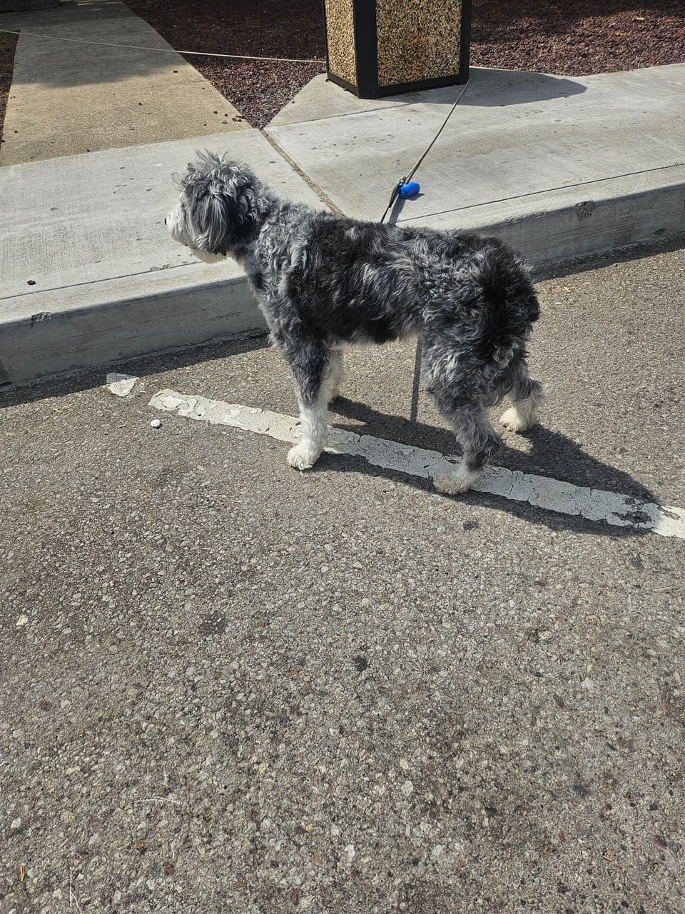 Pet travel photo 2