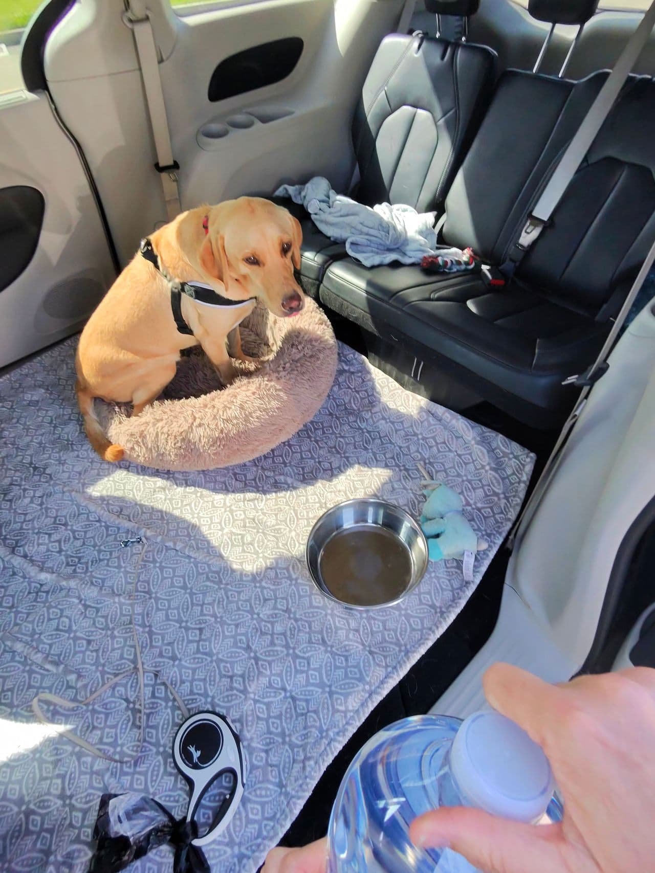 Pet travel photo 1