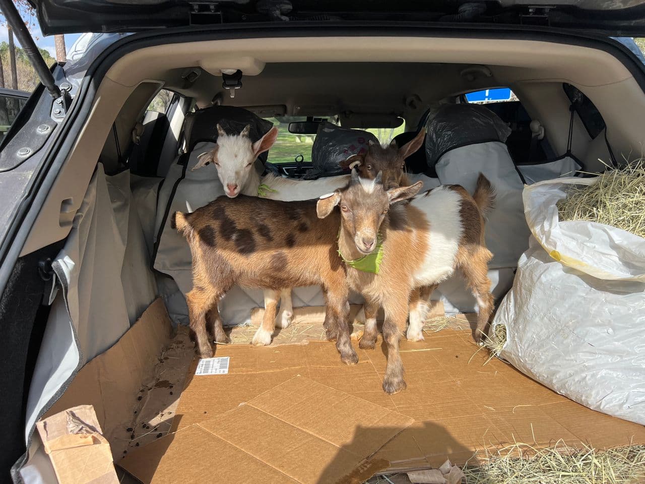 Pet travel photo 2