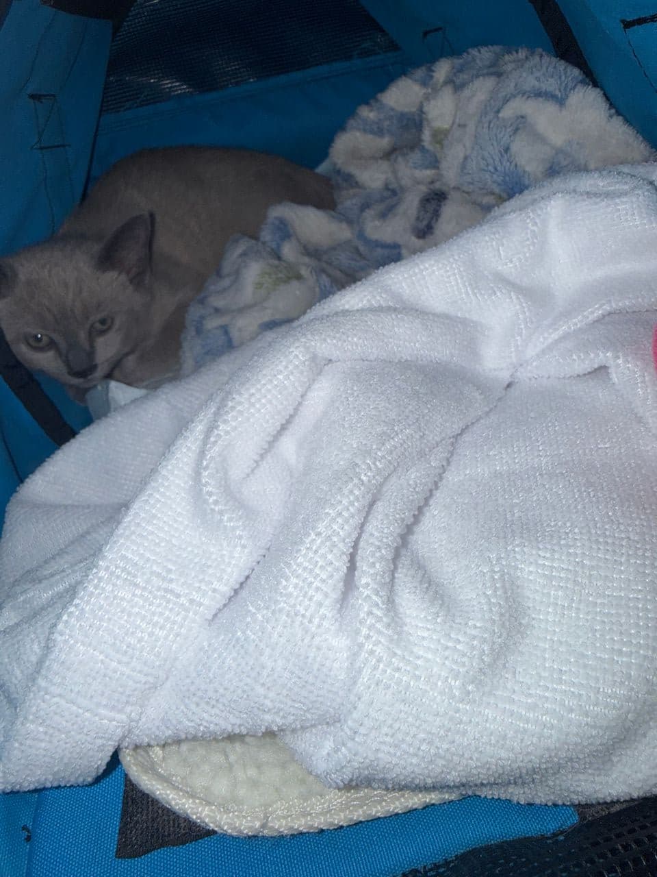 Pet travel photo 5