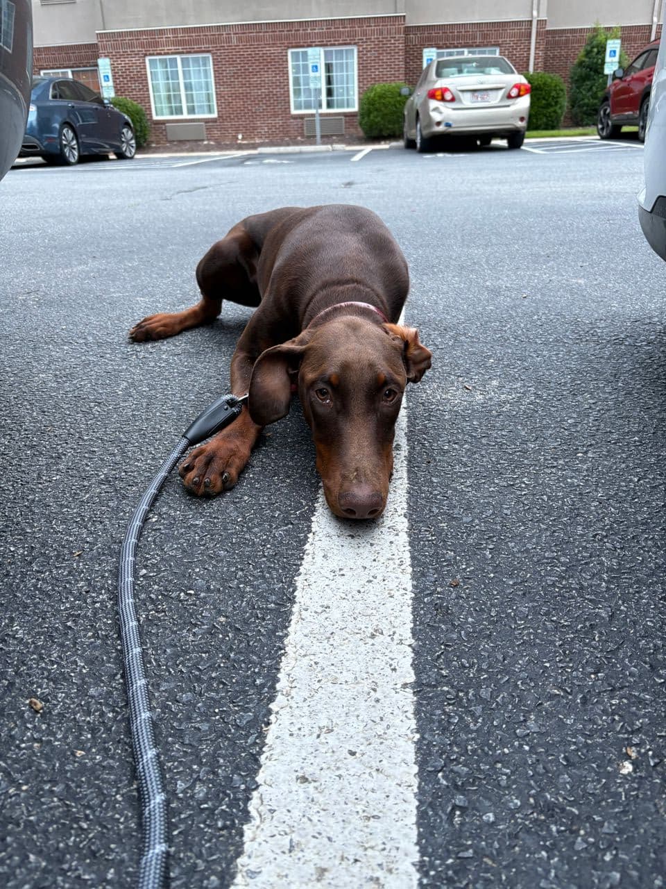 Pet travel photo 3