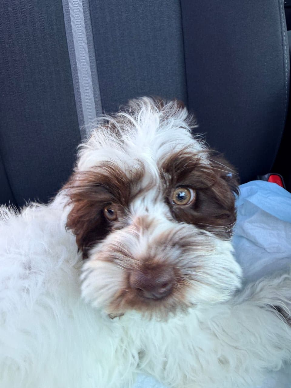 Pet travel photo 3