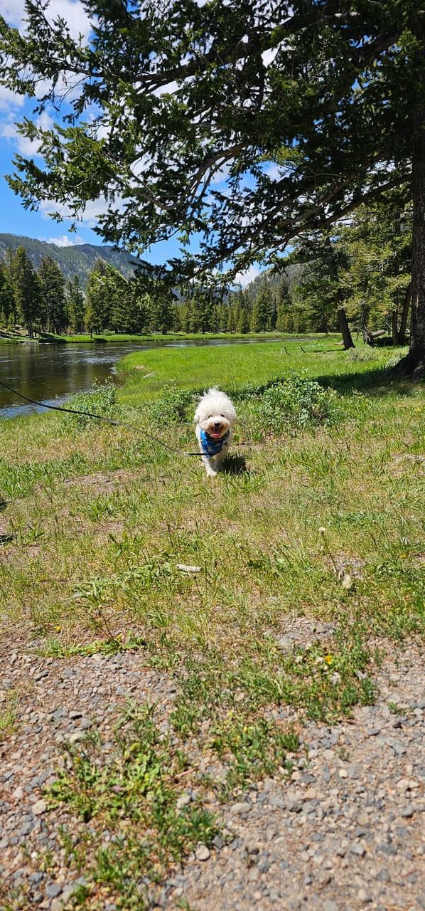Pet travel photo 3