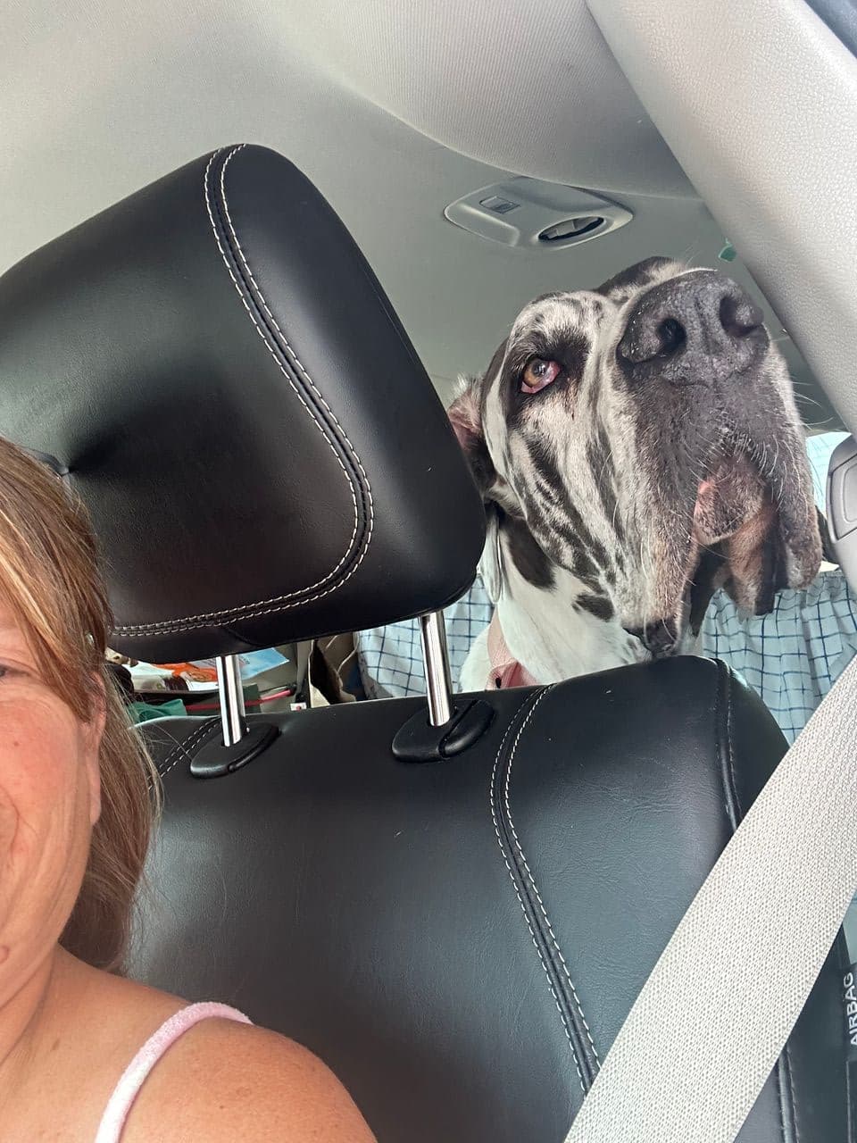 Pet travel photo 4
