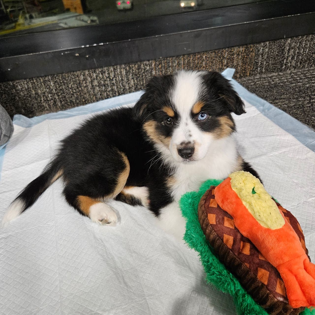 Pet travel photo 5