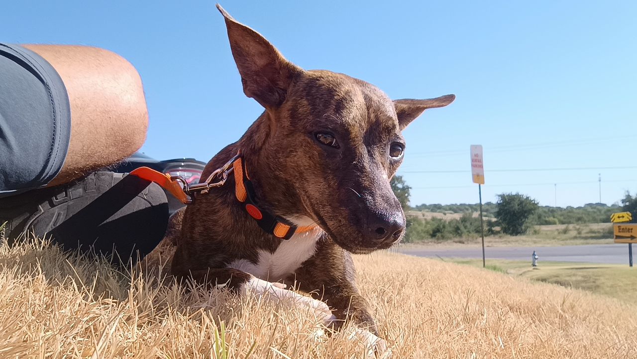 Pet travel photo 1