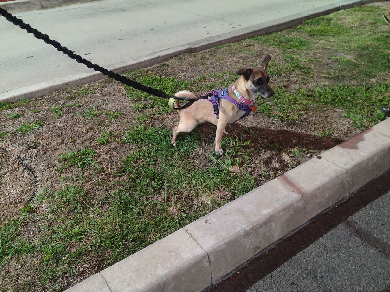 Pet travel photo 2