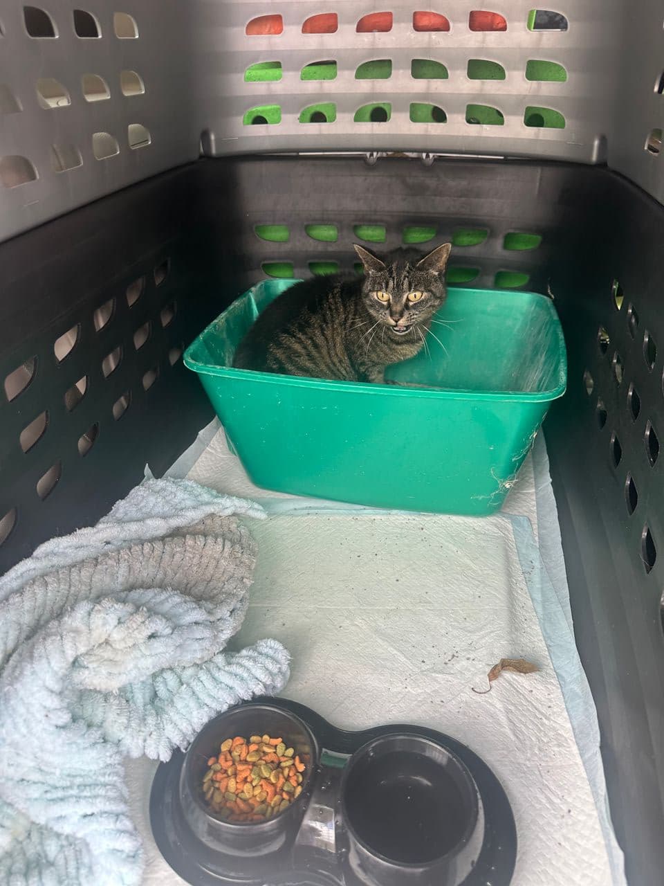 Pet travel photo 1