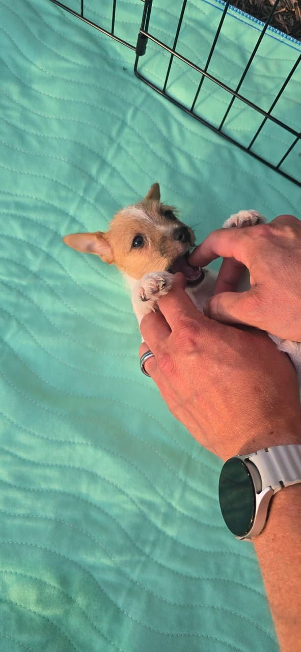 Pet travel photo 5