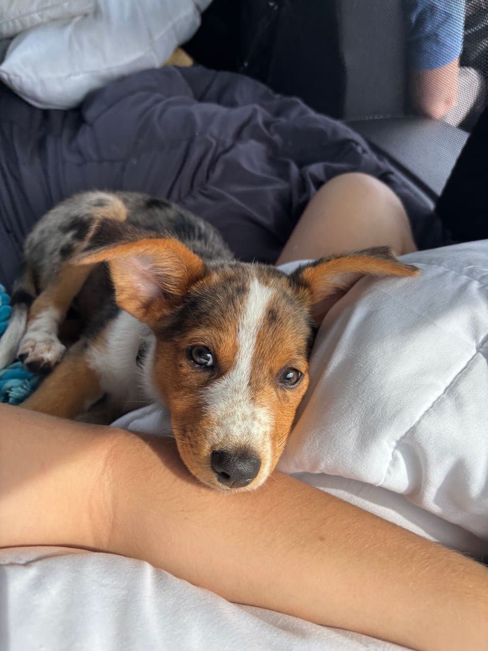 Pet travel photo 2