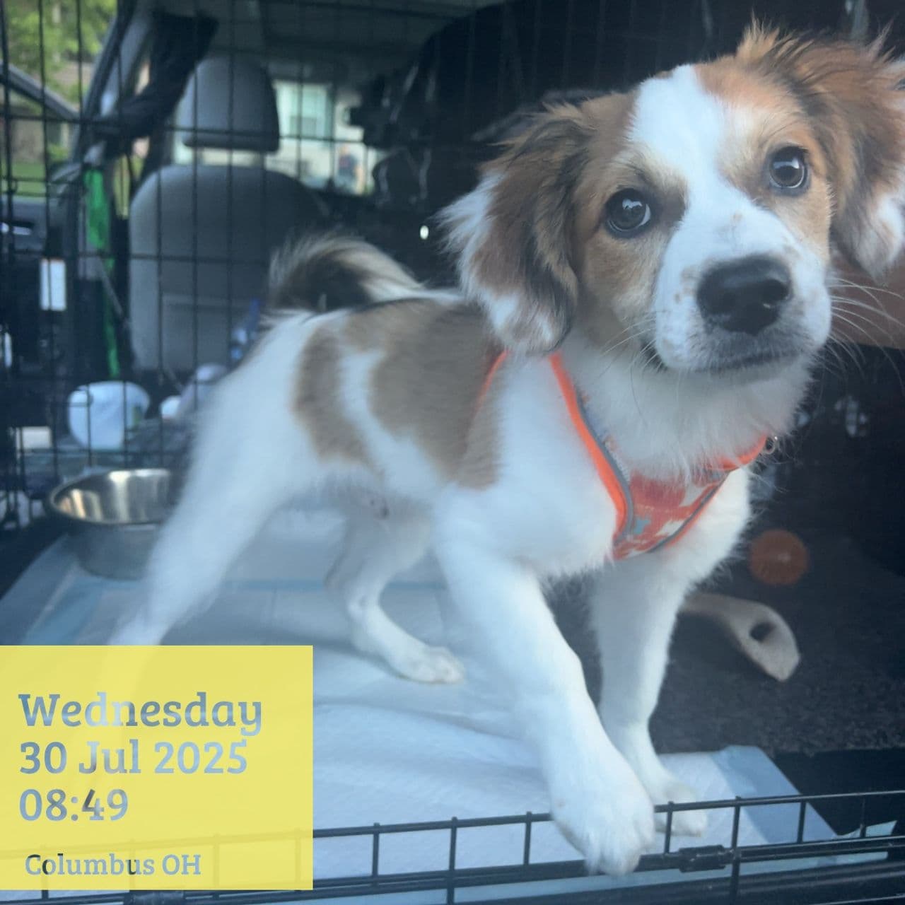 Pet travel photo 6