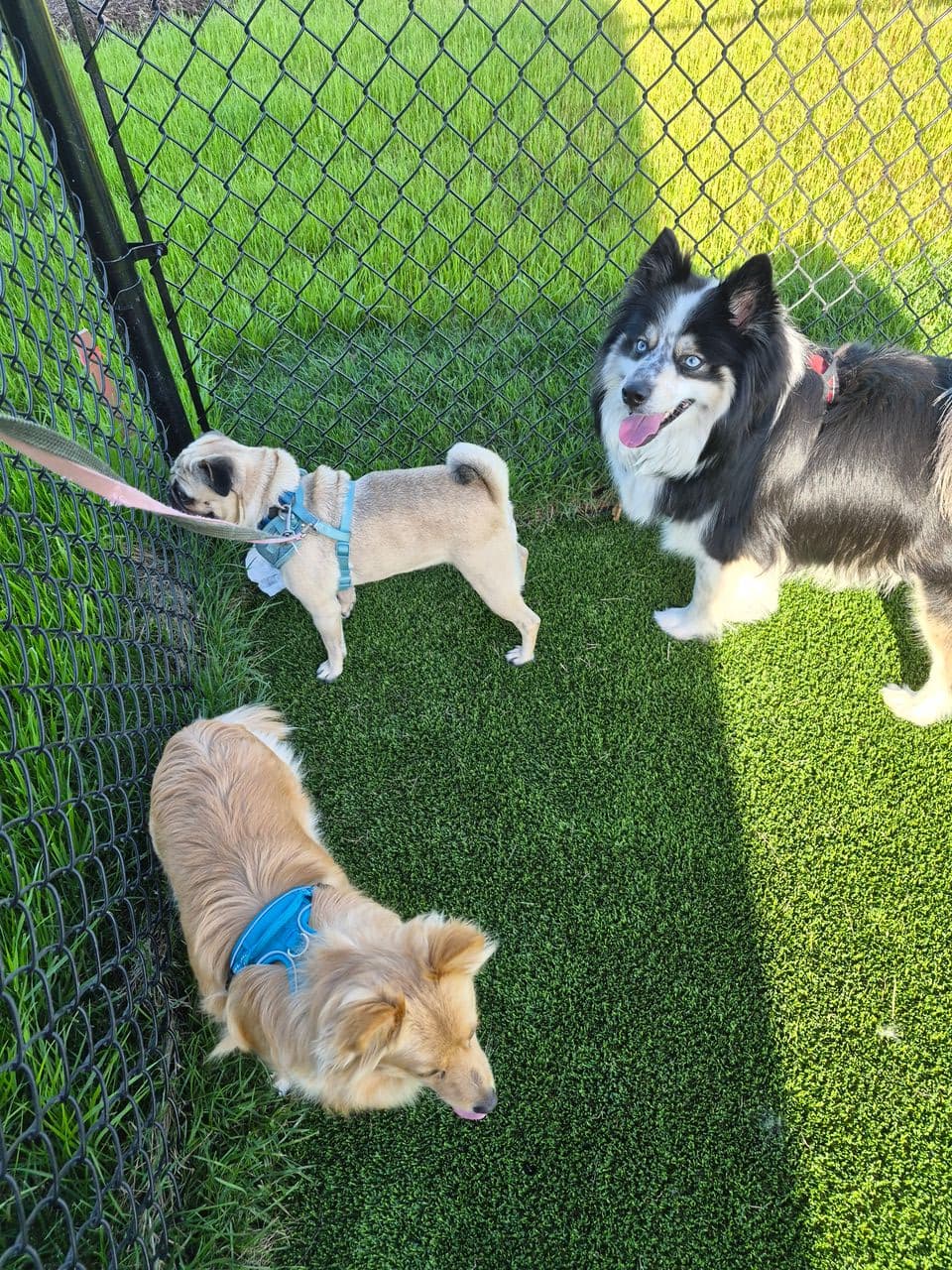 Pet travel photo 3