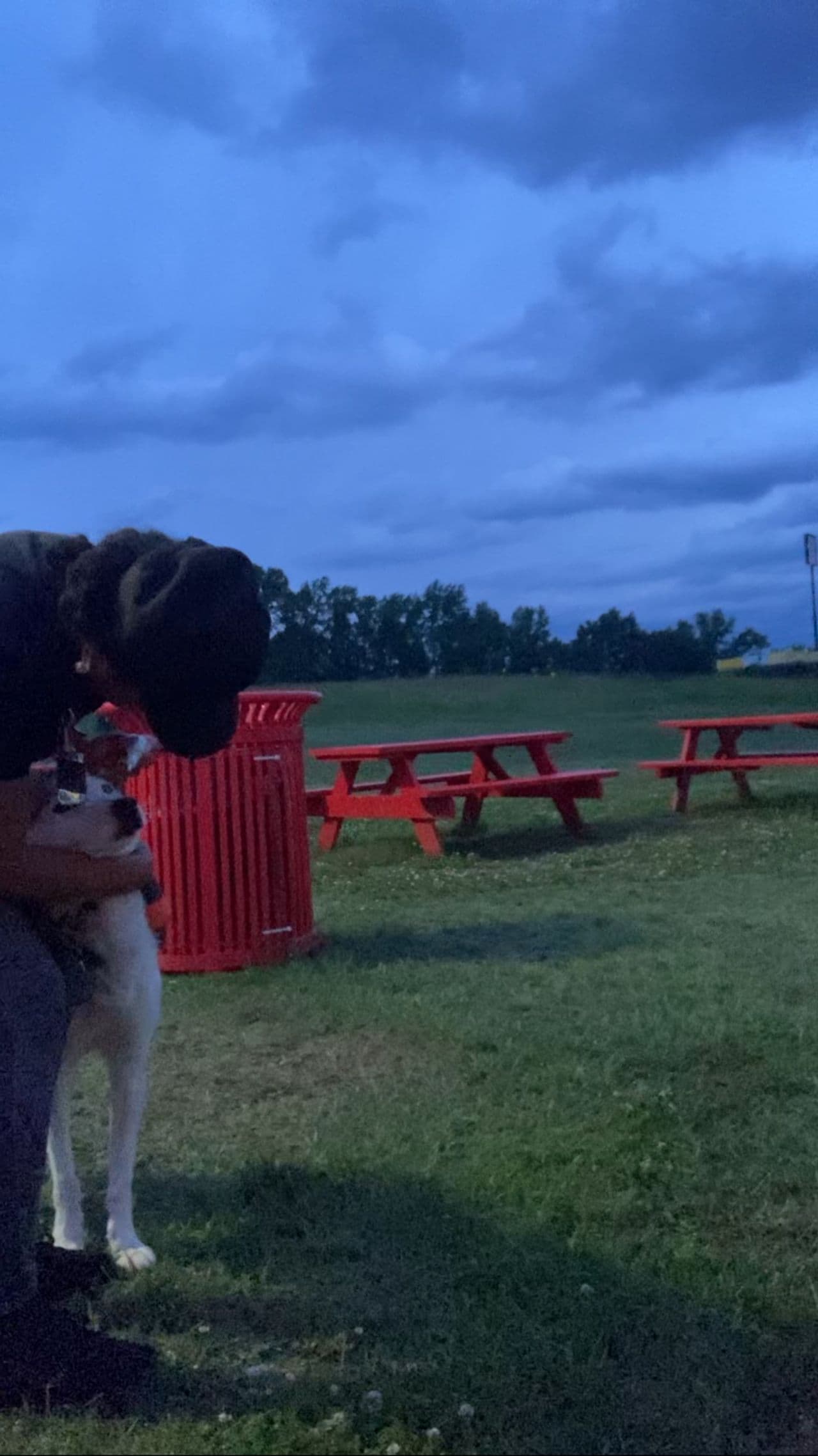 Pet travel photo 6