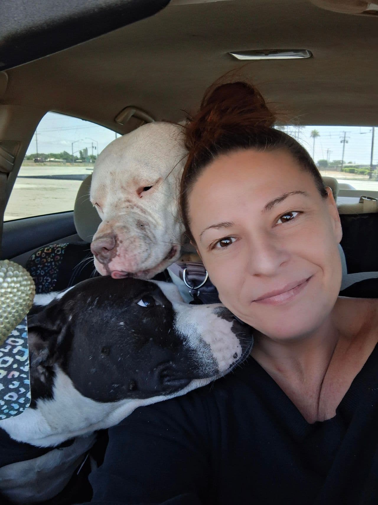Pet travel photo 1
