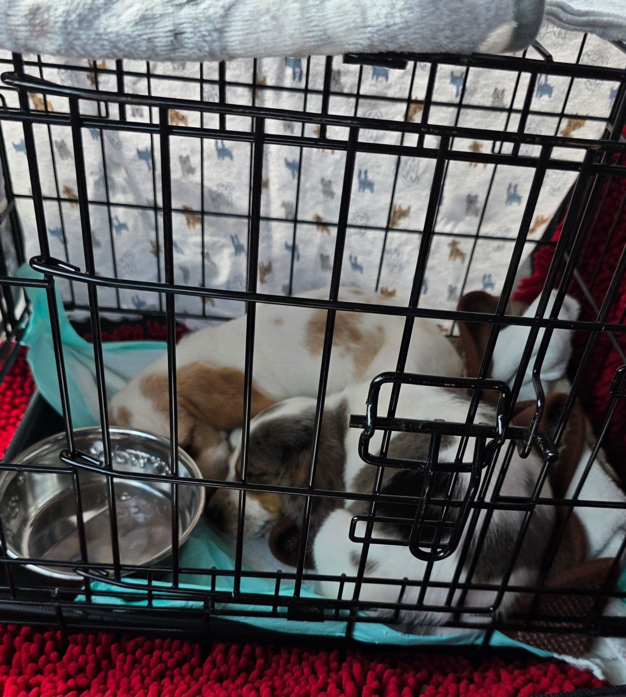 Pet travel photo 1