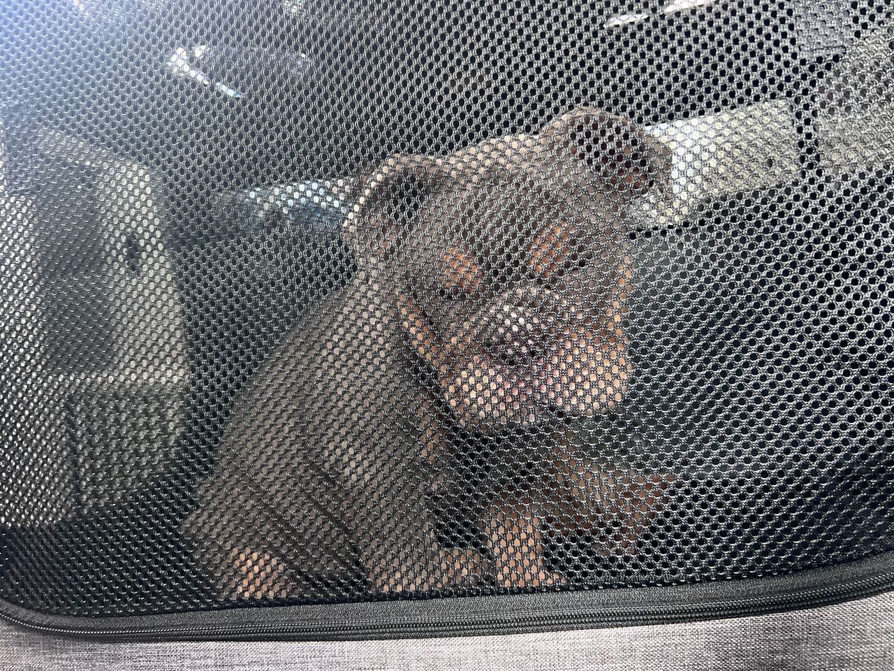 Pet travel photo 1