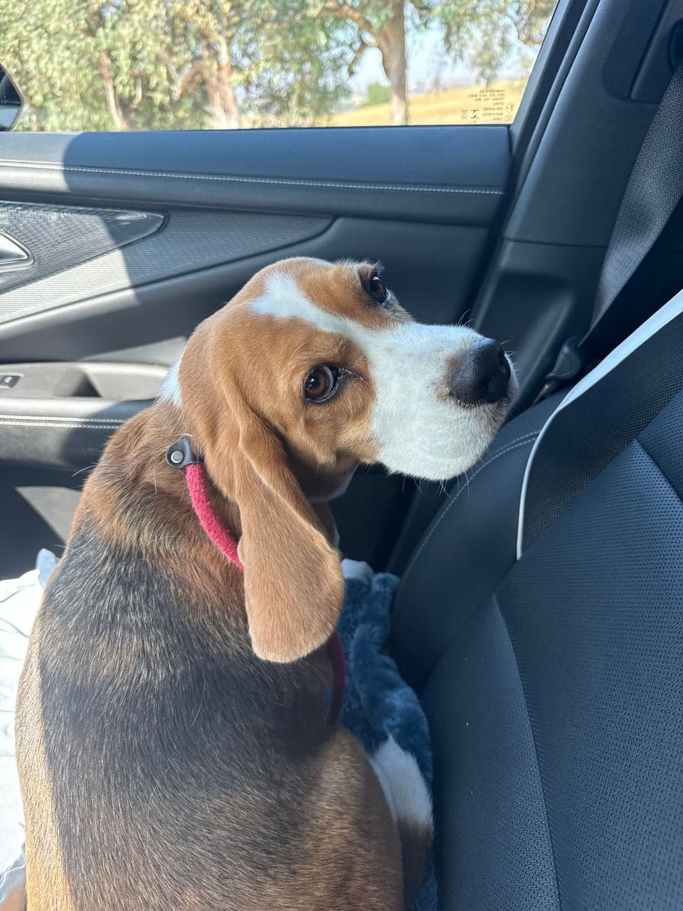 Pet travel photo 2