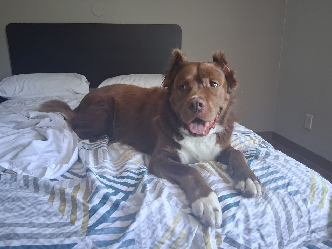 Pet travel photo 6