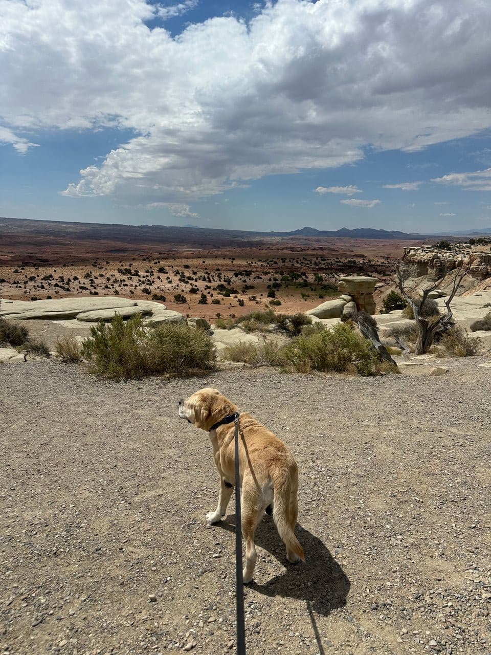 Pet travel photo 1