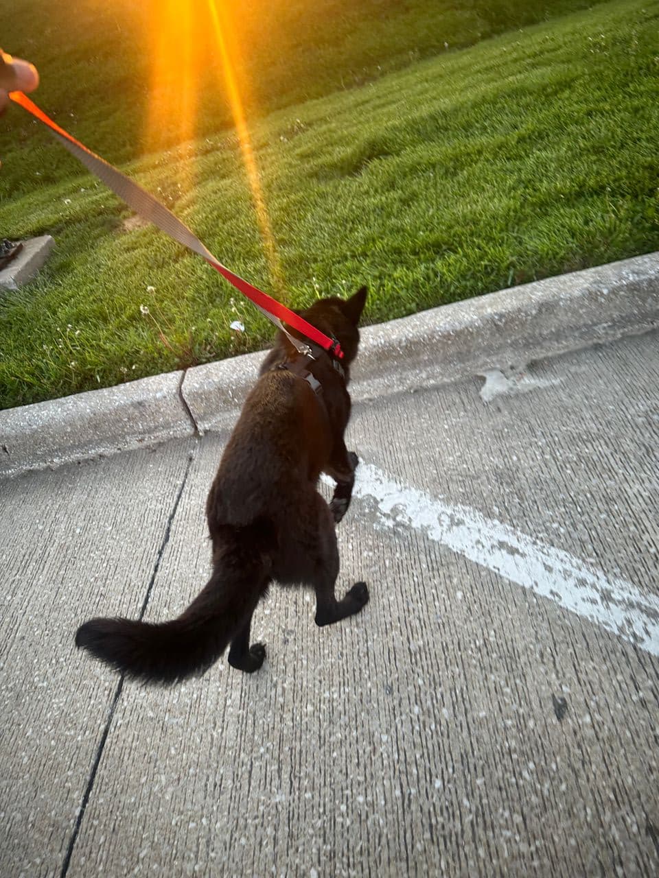 Pet travel photo 3
