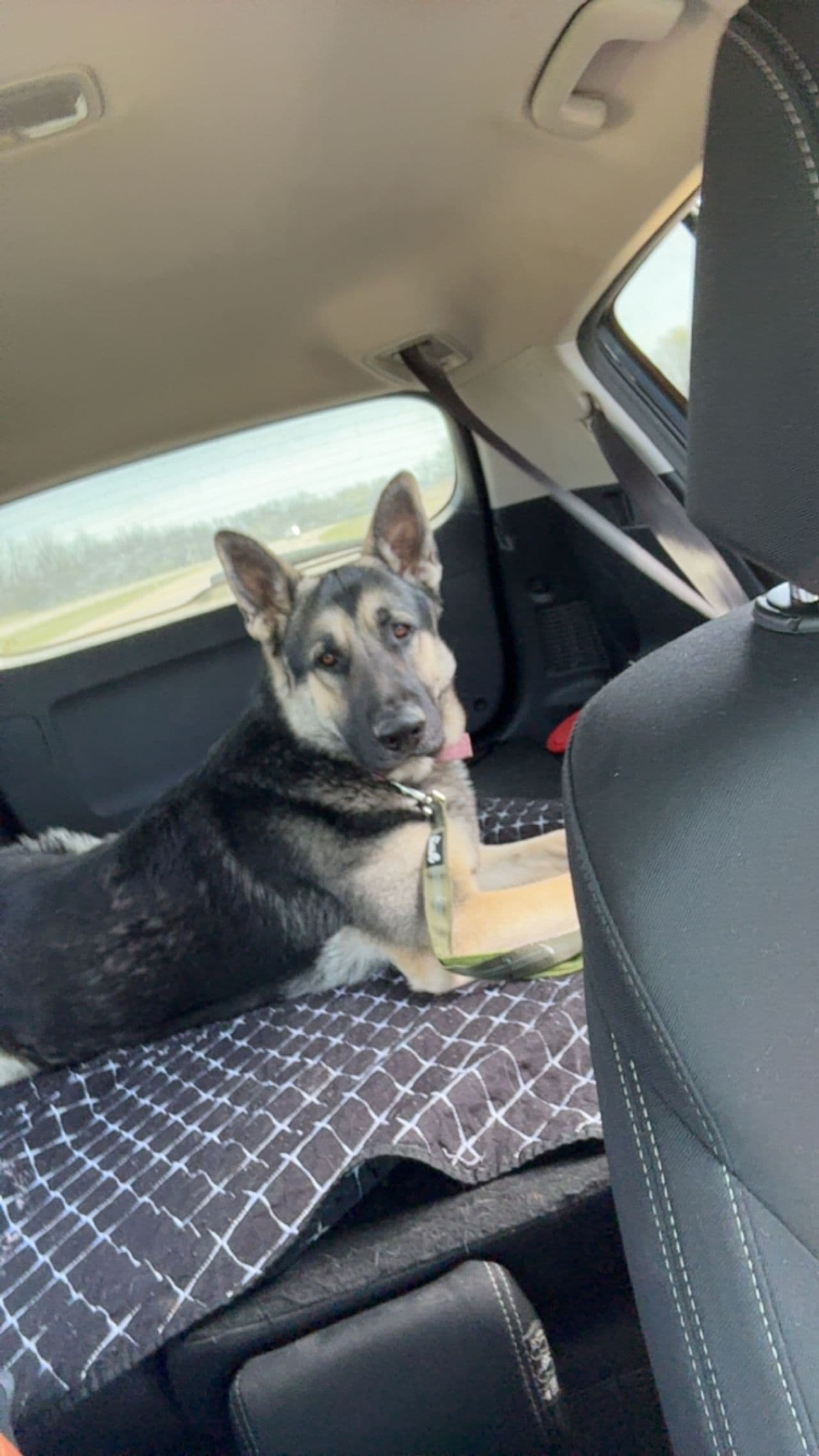 Pet travel photo 1