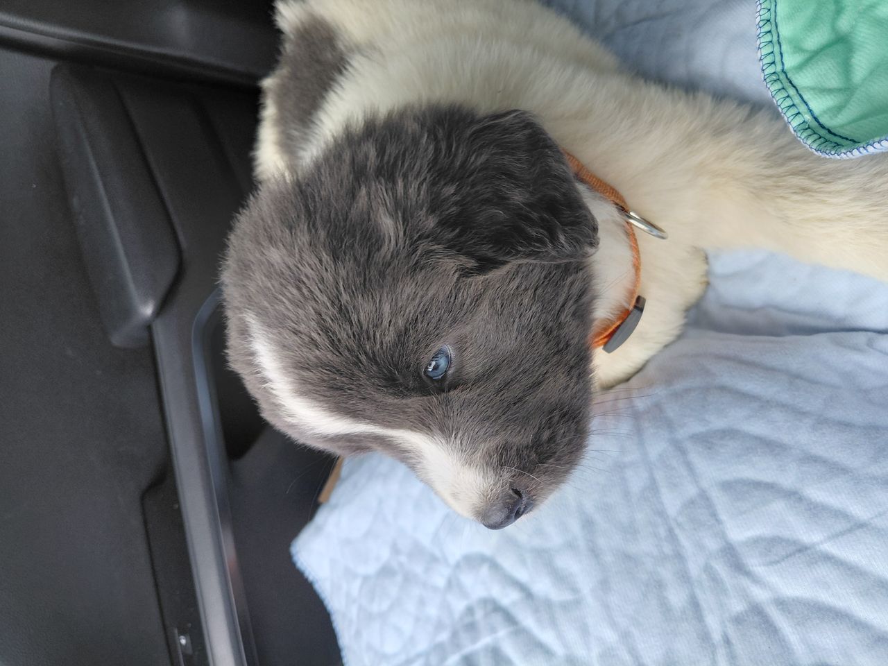 Pet travel photo 3
